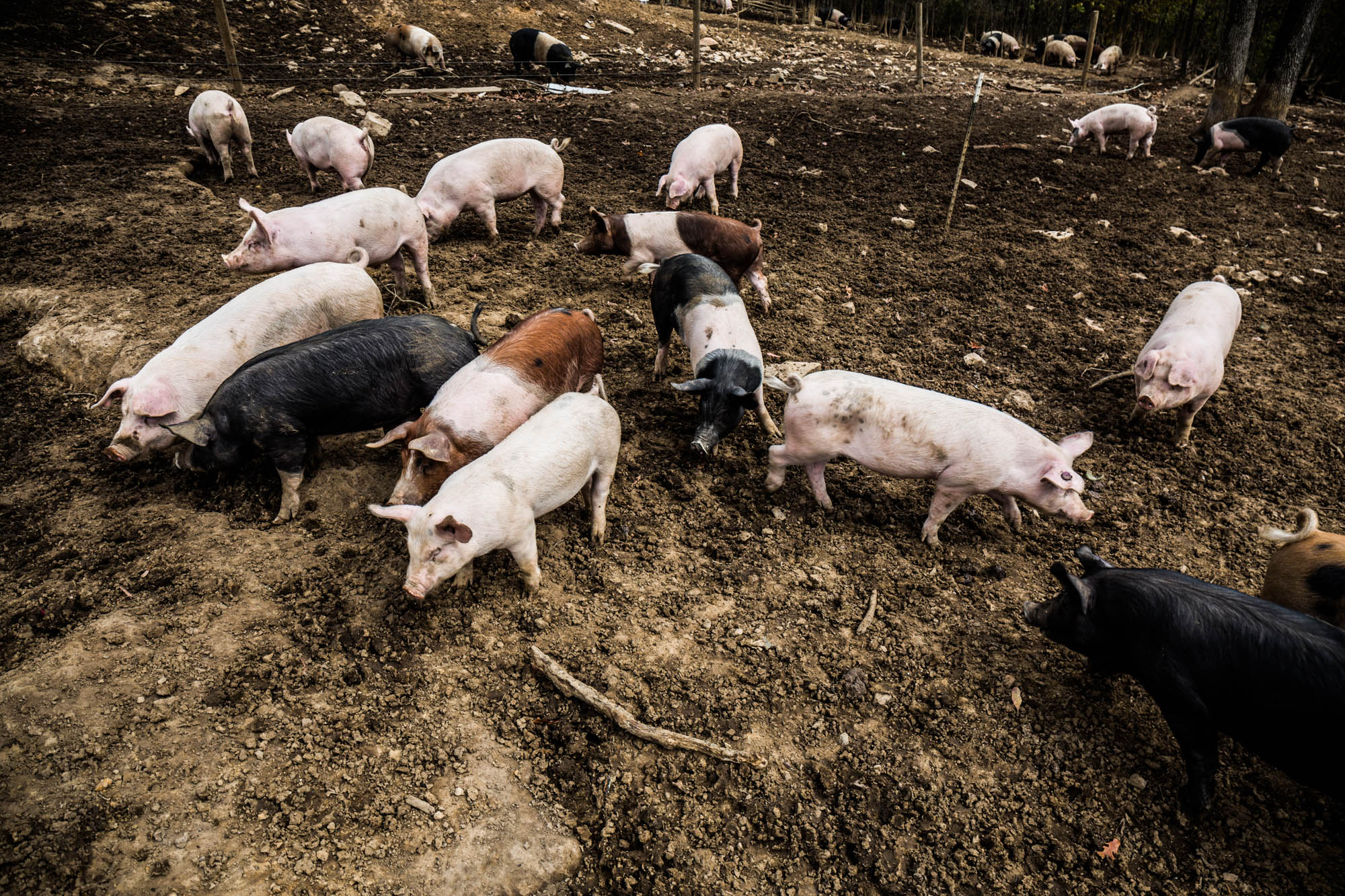 Open pasture at Rittenberry Farms — 8–9K hogs raised per year